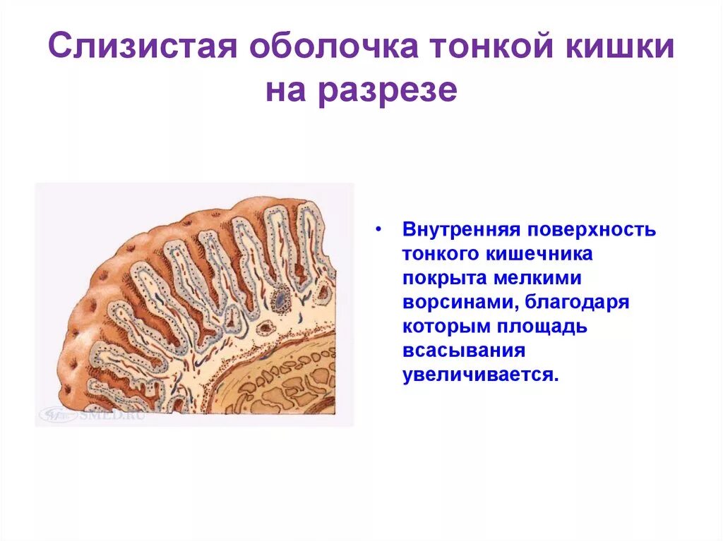 Образования тонкой кишки. Слизистая оболочка тонкого кишечника. Образования слизистой оболочки тонкой кишки. Слизистая тонкого кишечника строение. Слизистая оболочка тонкого кишечника строение.