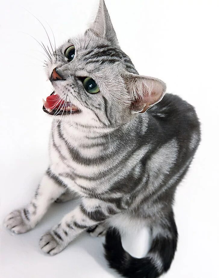 Кошка делает мяу. Американская короткошёрстная кошка. кошка мяукает. кошка мяучит. кошка мяучит звук.