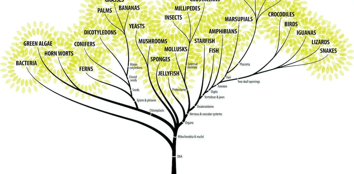 Как располагаются группы животных на родословном древе. Филогенетическое Древо Эволюция человека. Филогенетическое Древо растений. Дерево жизни биология. Эволюционное дерево.