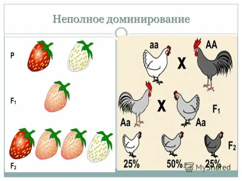 Неполное доминирование примеры. Неполное доминирование у кур. Неполное доминирование у животных. Неполное доминирование это кратко. Принцип неполного доминирования