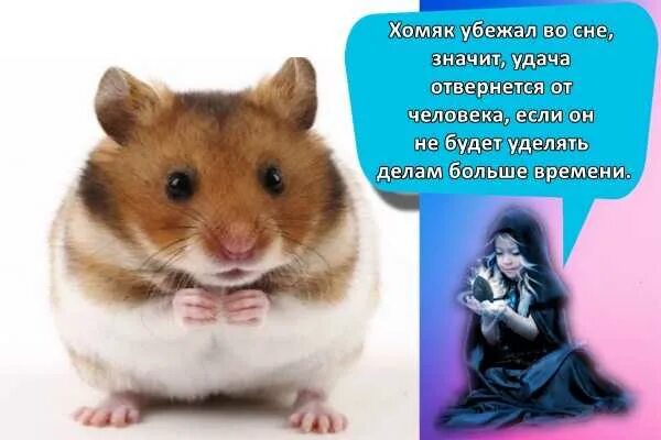 Short squeeze что это значит hamster combat