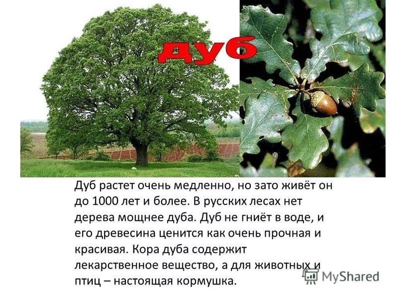 Дуб дерево. Что растет на дубе. Описание дуба. Дуб Размеры дерева.