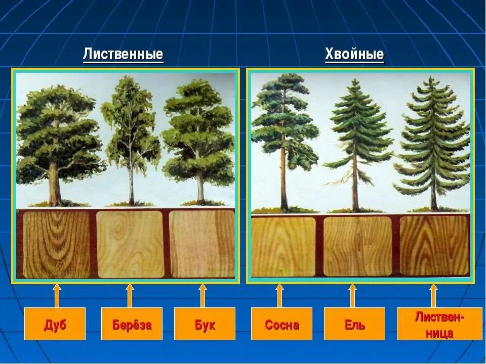Древесина хвойных пород и лиственных пород. Хвойные породы древесины. Хвойные и лиственные породы древесины. Лиственные породы древесины