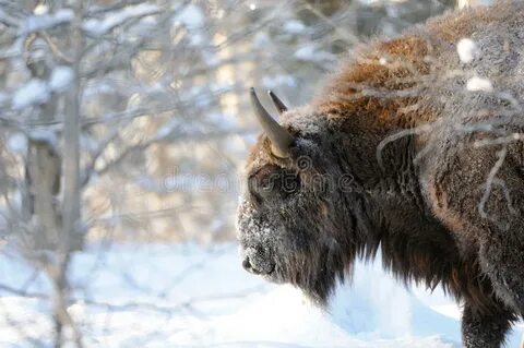 Wisent перевод