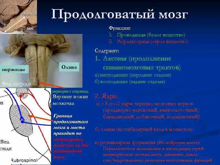 Почему повреждение продолговатого мозга приводит к гибели. Строение продолговатого мозга оливы. функции белого вещества продолговатого мозга. строение серого и белого вещества продолговатого мозга. пирамиды продолговатого мозга функции.