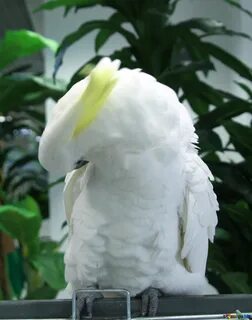Какаду дома