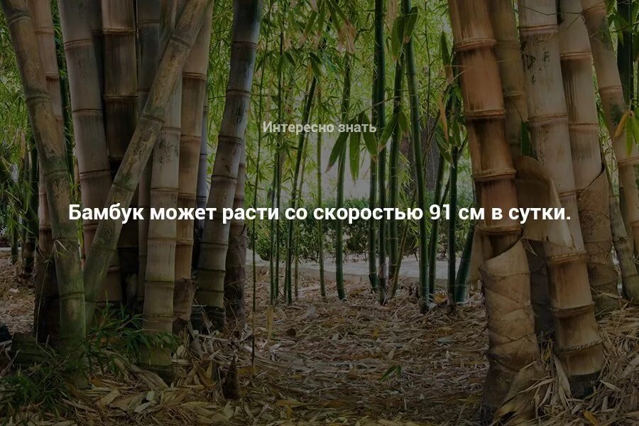 За сколько часов вырастает бамбук. Рост бамбука в сутки. Быстрый рост бамбука. Надпись на растущем бамбуке. Насколько быстро растет бамбук.