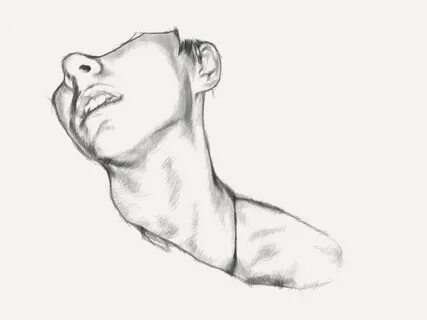 Ключицы рисунок