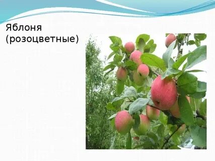 Семейство растений яблоня