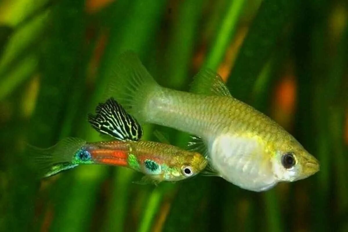какие аквариумные рыбки живородящие. пецилия пятнистая аквариумная рыбка. какие аквариумные рыбки живородящие. пецилия и гуппи. какие аквариумные рыбки живородящие.