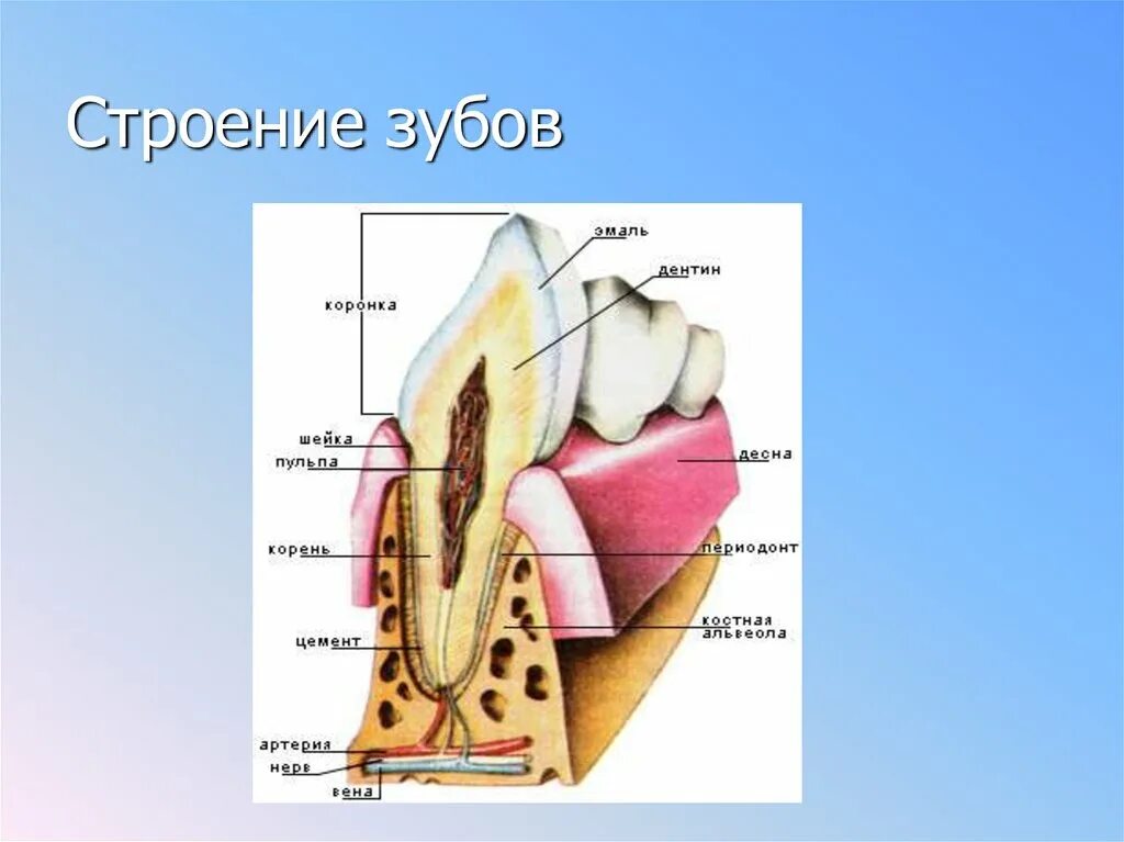 Ротовая полость зубы строение. Пищеварение в ротовой полости строение зуба. зубы строение шея. расскажите о строении зубов биология 8 класс.