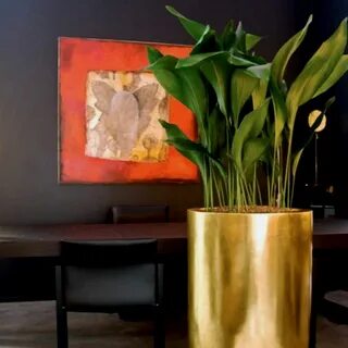 Gold plant