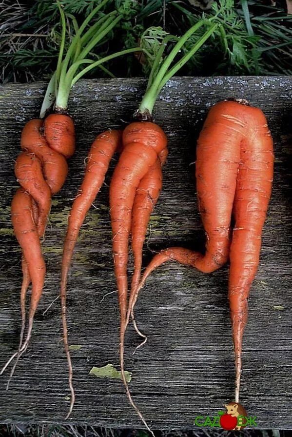 Как растет морковь. Морковь. Рогатая морковь. Морковь растет. Морковка растет.