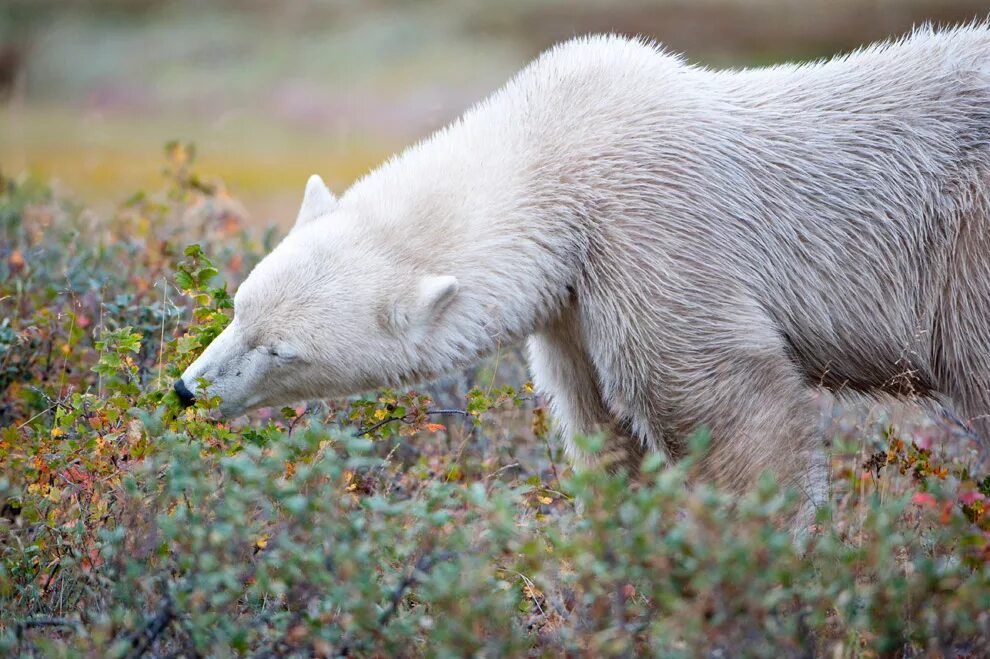 Белый медведь. Белый медведь летом. Питание белого медведя.