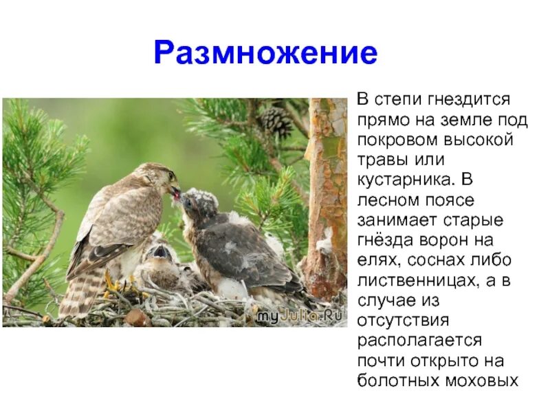 Рассказ о соколе