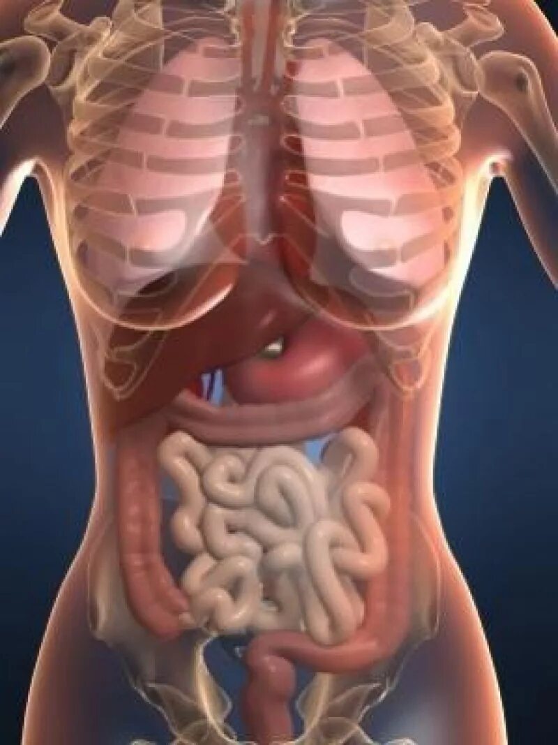 Поражение внутренних органов. Расположение кишечника в организме.