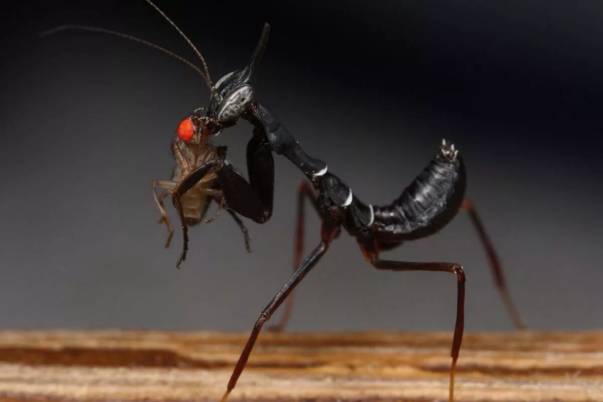 Богомол призрак. Богомол-призрак (Phyllocrania paradoxa). Мантис богомол. Черный богомол. Малазийский богомол-Щитоносец.