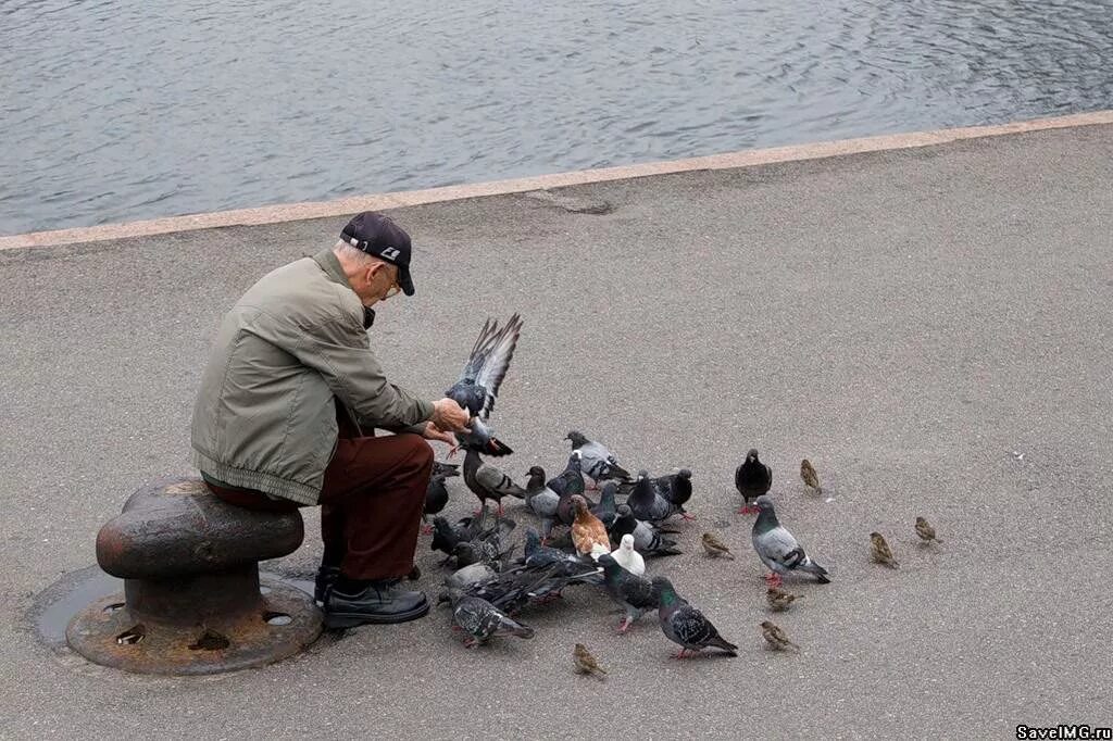 Доброта не в моде. Люди добрые. Старик и голуби. Старик кормит голубей.
