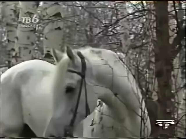 Салтыков певец кони в яблоках. Кони в яблоках Салтыков клип. Клип Салтыкова кони в яблоках. Кони в яблоках песня слушать