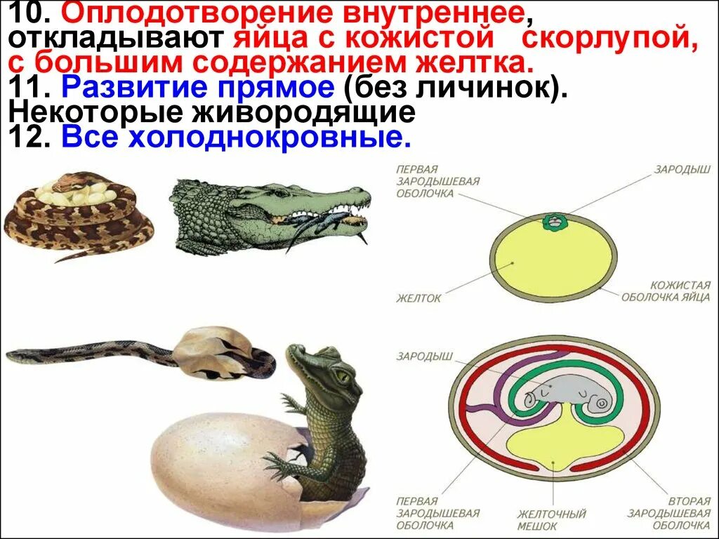 У пресмыкающихся оплодотворение ответы. Внутреннее оплодотворение. Утреннее оплодотворение. Внутреннее оплодотворение у пресмыкающихся. Наружное и внутреннее оплодотворение.