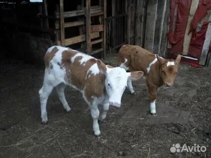 Теленку месяц