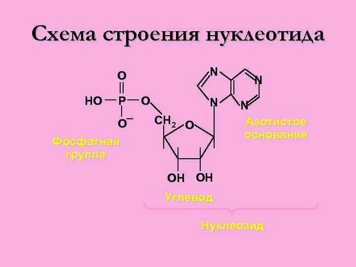 Нуклеотиды белка. Строение нуклеотида общая формула. Структура нуклеотида формула. Строение нуклеотида. Общая структурная формула нуклеотида.