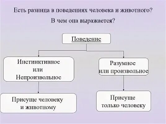 Потребности присущие и человеку и животным. Схема поведения человека. Поведение присуще человеку. Что свойственно и человеку и животному. Поведение присуще только человеку.