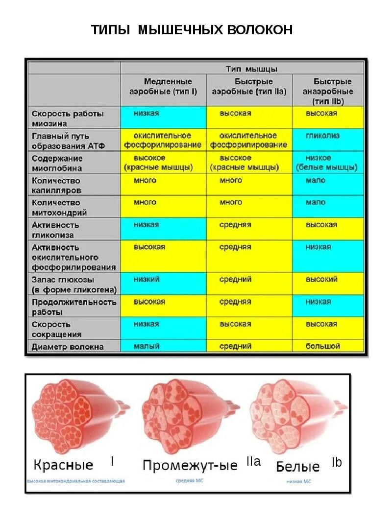 Сколько существует двигательных