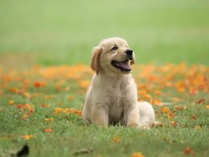 Pet pictures