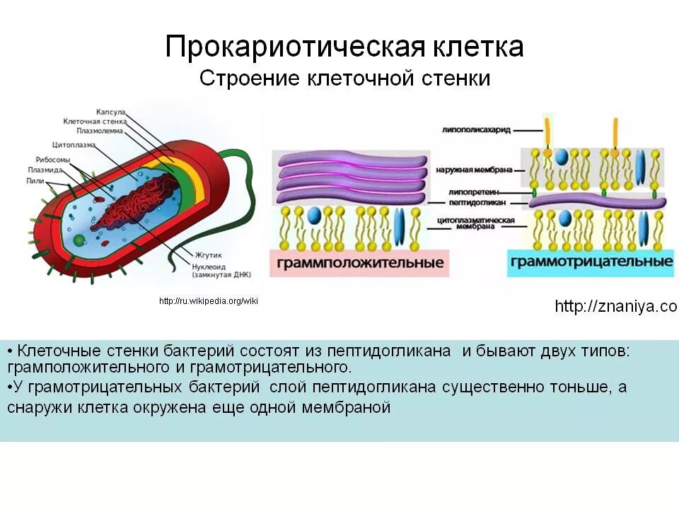 Для клеток большинства бактерий является наличие. Структура бактериальной клеточной стенки. структура клеточной стенки бактерий. строение клеточной стенки бактериальной клетки. состав клеточной стенки бактерий.