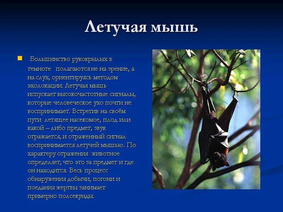 Как летучая мышь защищается от врагов. Летучая мышь доклад. как летучие мыши защищаются от врагов. рассказ о летучей мыши. слух летучей мыши.