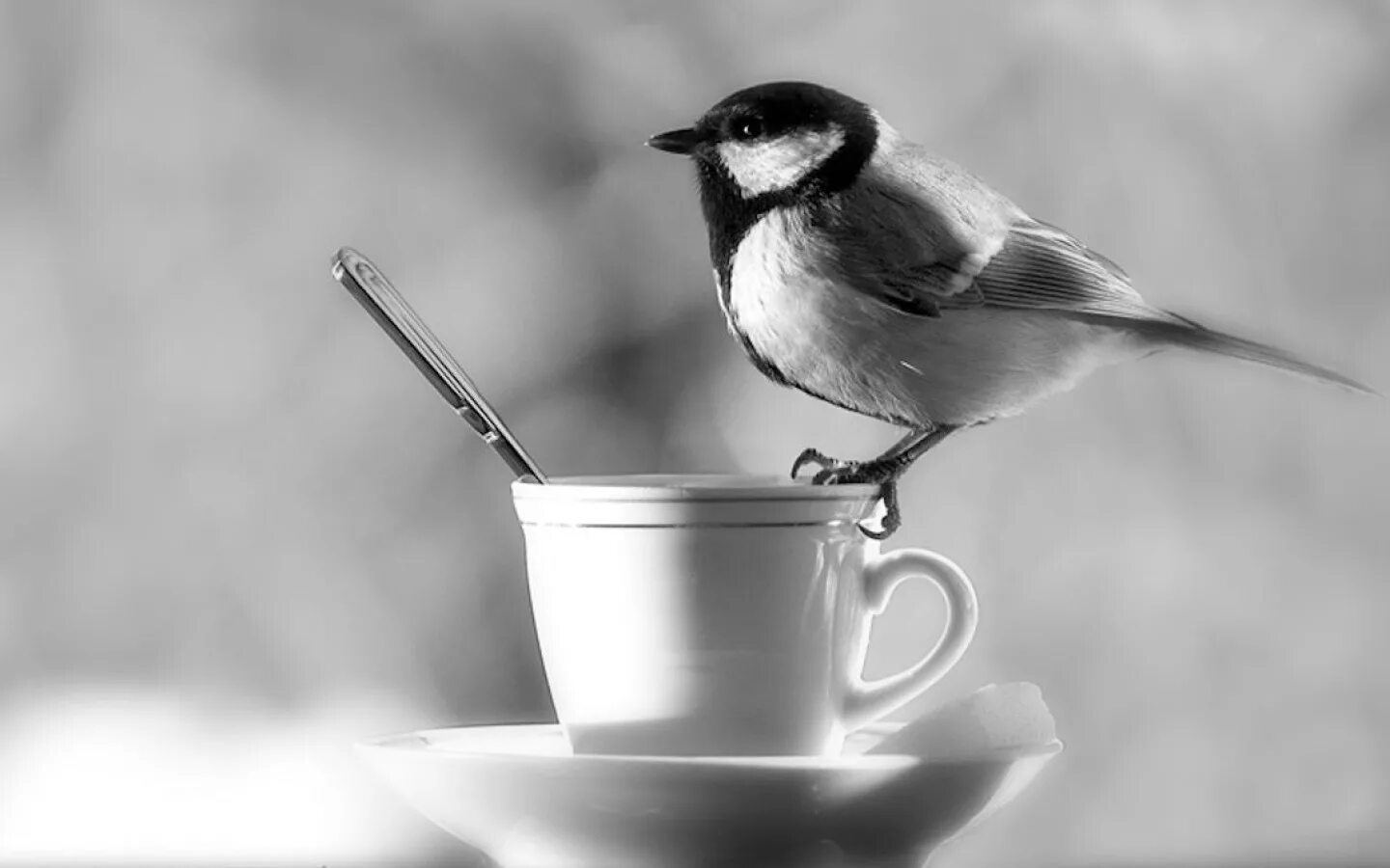 Птицы утром. Доброе утро с синицами. Доброе утро черно белое. Птица с кофе. Синица черно белая.