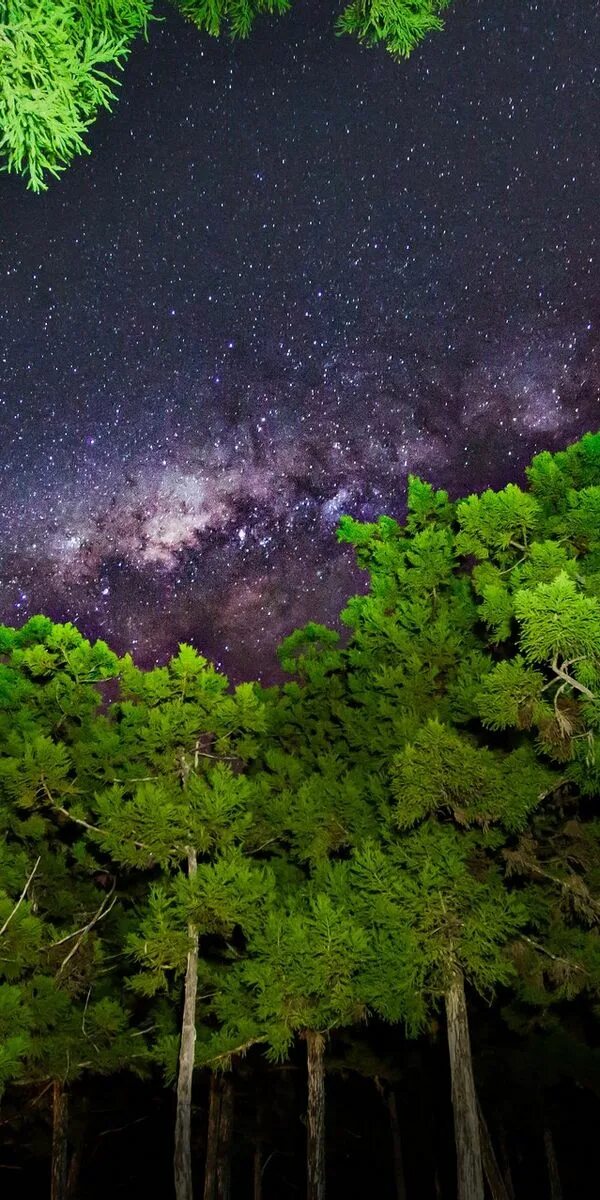 Дерево в космосе. Звездное небо в лесу. Ночное небо в лесу. Ночь лес звезды. Tree star