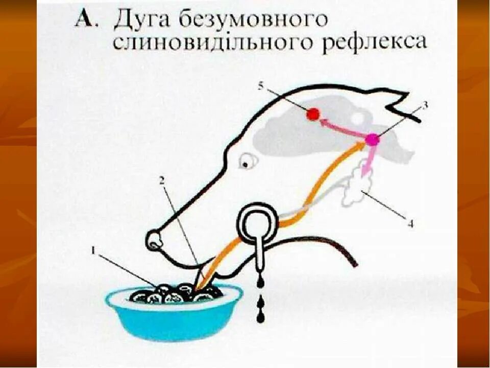 Условная дуга слюноотделительного рефлекса. Рефлекторная дуга безусловного рефлекса. Схема условного рефлекса слюноотделения. Рефлекторная дуга безусловного слюноотделительного рефлекса. Рецепторы слюноотделительного рефлекса.