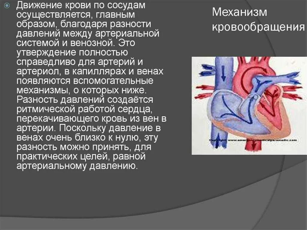 Виды движения крови по сосудам. Движение крови по сосудам. Механизм движения крови по артериям. Благодаря чему кровь движется по сосудам. Механизм движения крови по сосудам.