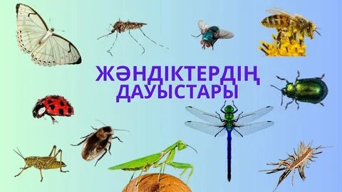 Звуки насекомых