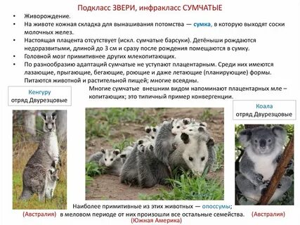 Настоящие звери примеры