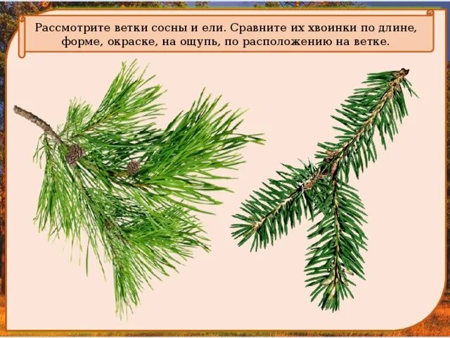 Особенности расположения хвоинок на побеге ели Строение хвои и шишек