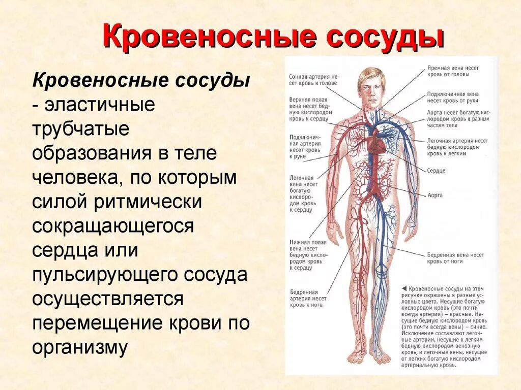 Где находится артерия и вены