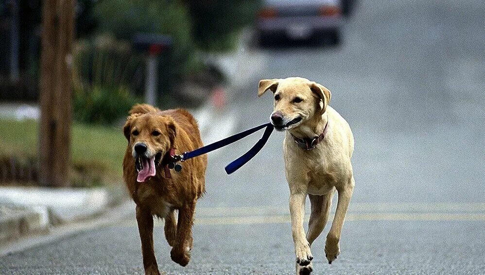 Собака гуляет сама. Собака гуляет сама. Пошли гулять с собакой. Собака гуляет сама. Собака сама себя выгуливает.