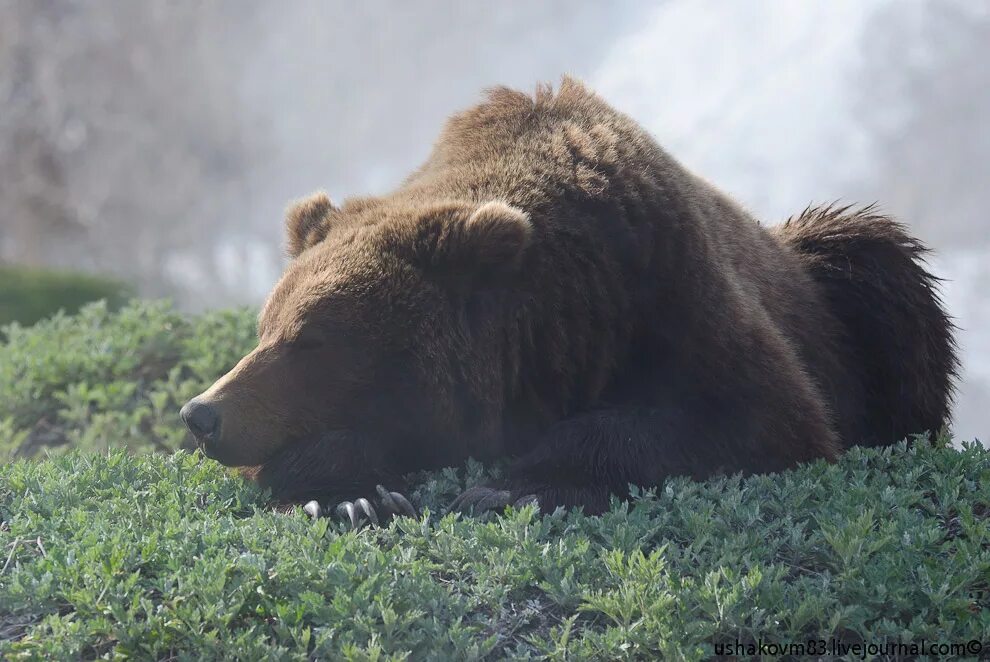 Мудрый медведь. Камчатский бурый медведь. Брянский лес заповедник бурый медведь. Бурый медведь Брянский лес. Медведь лежит.