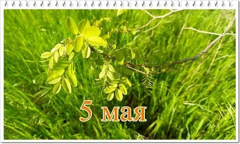 День луки 5 мая