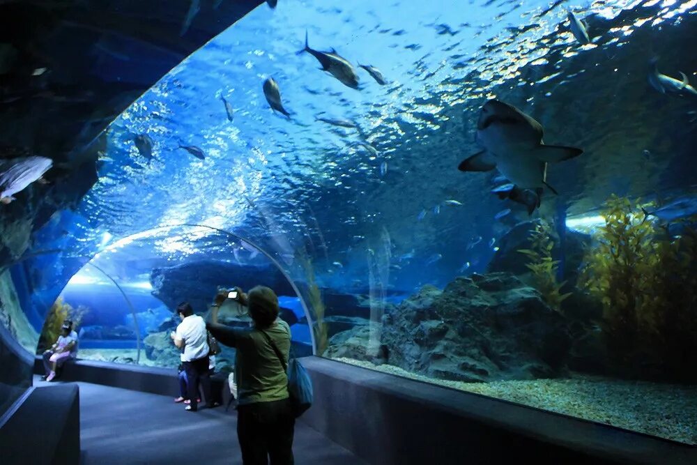 Океанариум в Паттайе Тайланд. Океанариум Siam Ocean World. Океанариум Underwater World Pattaya. Аквариум «подводный мир Келли Тарлтона». Океанариум картинки