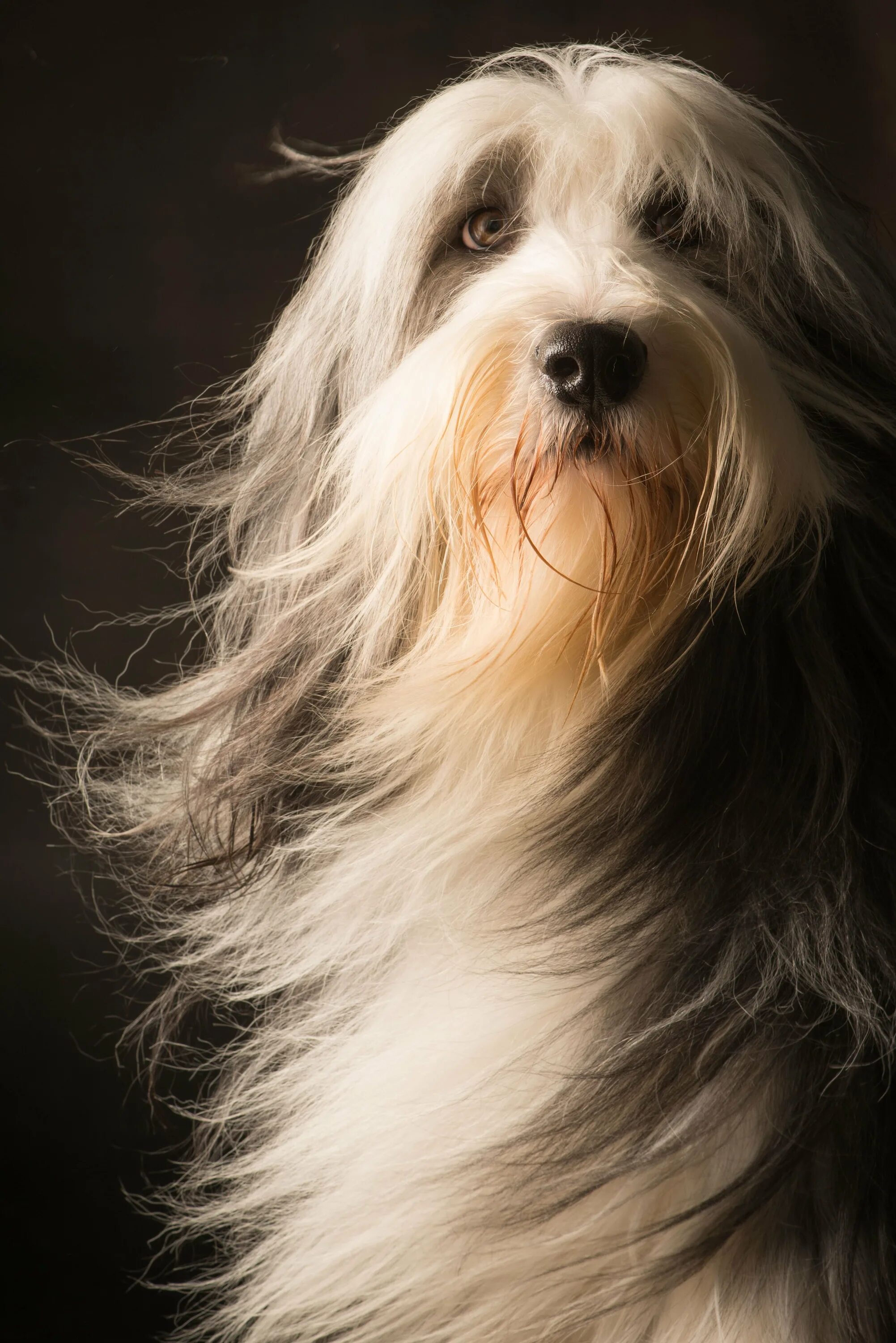 Hairy doggy. Биардид бородатый колли. Порода бородатый колли. Bearded Collie порода собак. Бородатый колли щенки.