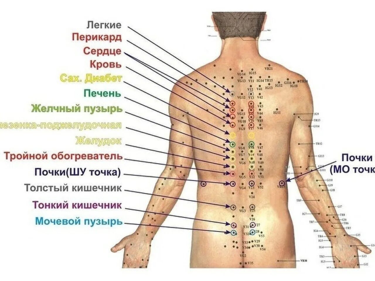 Массаж акупунктурный точки спины. Точки на спине человека. Точки на спине для массажа. Акупунктурные ТОЧКИОЧКИ. Версия 3.5 точка