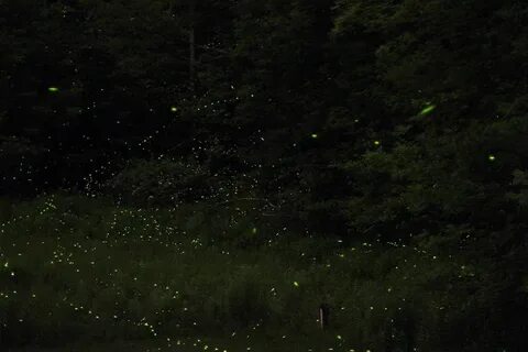 Fireflies ai