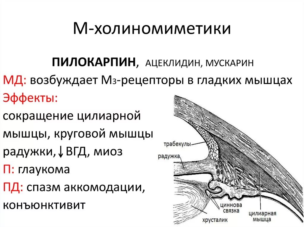 Механизм действия м холиномиметиков. Механизм действия м н холиномиметиков. Эффекты холиномиметиков таблица. М-холиномиметики: пилокарпин, ацеклидин механизм действия. М-холиномиметики пилокарпин ацеклидин противопоказания.