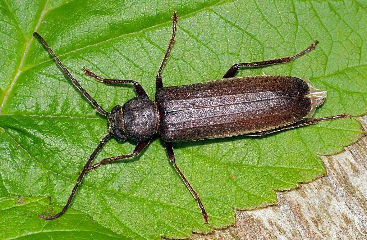 жук дровосек реликтовый. жук усач дровосек. длинный черный жук долгоносик. жук стригун усач. жук усач дровосек.