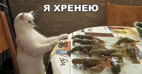 Собака съела таракана
