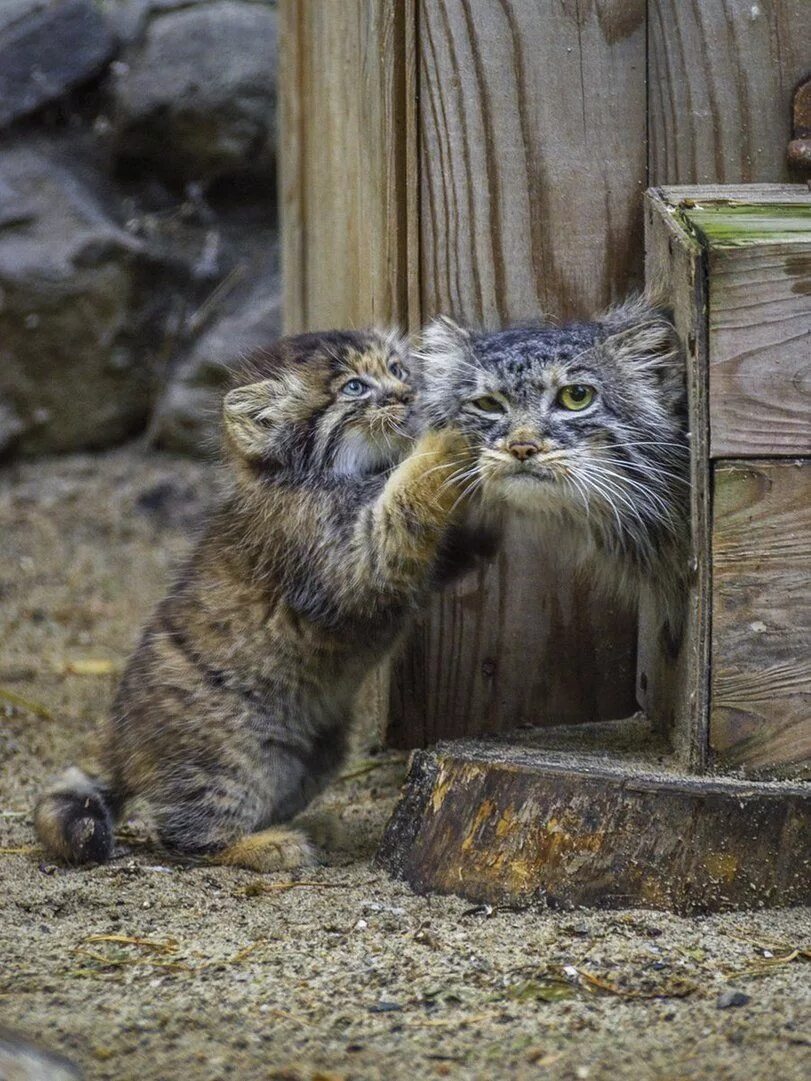 Кот манул котята. Манул новосибирский зоопарк. кот манул в зоопарке новосибирска. манул в московском зоопарке. кот манул.